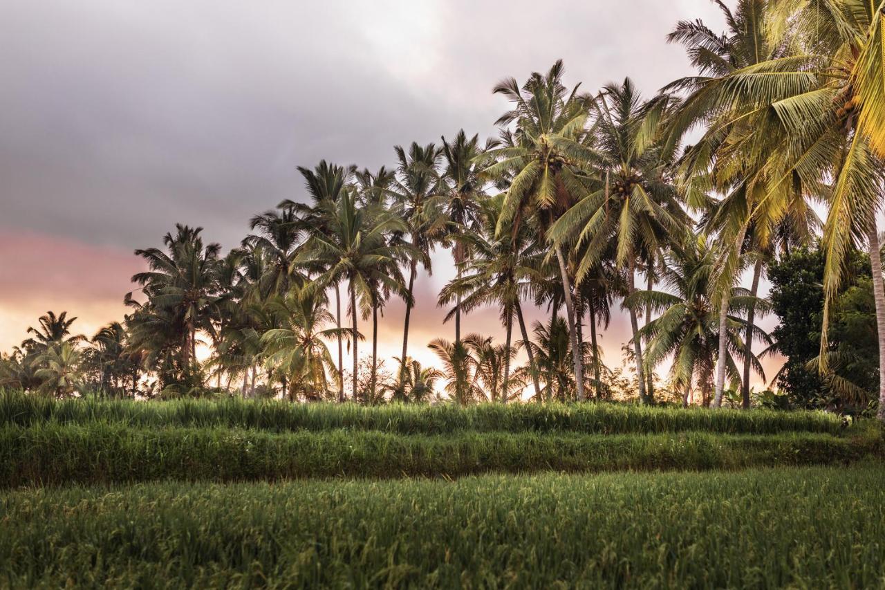The Luxe Ubud Exteriör bild